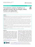 Transcriptome analysis of bolting in A. tequilana reveals roles for florigen, MADS, fructans and gibberellins