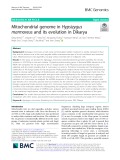 Mitochondrial genome in Hypsizygus marmoreus and its evolution in Dikarya