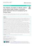 The initiation of puberty in Atlantic salmon brings about large changes in testicular gene expression that are modulated by the energy status