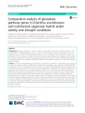 Comparative analysis of glyoxalase pathway genes in Erianthus arundinaceus and commercial sugarcane hybrid under salinity and drought conditions