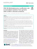 DNA N6-Methyladenosine modification role in transmitted variations from genomic DNA to RNA in Herrania umbratica