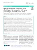 Genetic mechanism underlying sexual plasticity and its association with colour patterning in zebrafish (Danio rerio)