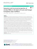 Sequence and structural properties of circular RNAs in the brain of nurse and forager honeybees (Apis mellifera)