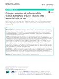 Genome sequence of walking catfish (Clarias batrachus) provides insights into terrestrial adaptation
