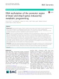 DNA methylation of the promoter region of bnip3 and bnip3l genes induced by metabolic programming