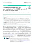 Genome-wide identification and characterization of the BES/BZR gene family in wheat and foxtail millet