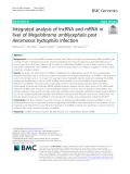 Integrated analysis of lncRNA and mRNA in liver of Megalobrama amblycephala post Aeromonas hydrophila infection