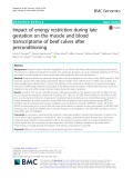Impact of energy restriction during late gestation on the muscle and blood transcriptome of beef calves after preconditioning