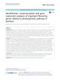 Identification, characterization and gene expression analyses of important flowering genes related to photoperiodic pathway in bamboo
