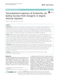 Transcriptional responses of Escherichia coli during recovery from inorganic or organic mercury exposure