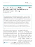 Expansion of cytochrome P450 and cathepsin genes in the generalist herbivore brown marmorated stink bug