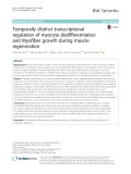 Temporally distinct transcriptional regulation of myocyte dedifferentiation and Myofiber growth during muscle regeneration