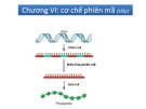 Bài giảng Sinh học phân tử 1: Chương 6 (tiếp) - Nguyễn Quốc Trung