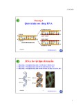 Bài giảng môn Sinh học phân tử: Chương 3 - Nguyễn Hữu Trí