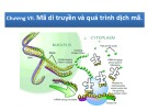 Bài giảng Sinh học phân tử 1: Chương 7 - Nguyễn Quốc Trung