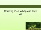 Bài giảng Sinh lý học thực vật: Chương 5 - TS. Trần Thế Hùng