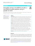 Drosophila primary microRNA-8 encodes a microRNA-encoded peptide acting in parallel of miR-8