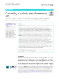 Compacting a synthetic yeast chromosome arm
