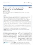 Extensive epigenetic reprogramming during the life cycle of Marchantia polymorpha