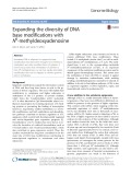 Expanding the diversity of DNA base modifications with N6 -methyldeoxyadenosine