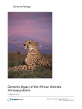 Genomic legacy of the African cheetah, Acinonyx jubatus