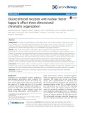 Glucocorticoid receptor and nuclear factor kappa-b affect three-dimensional chromatin organization