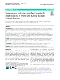 Streptozotocin induces alpha-2u globulin nephropathy in male rats during diabetic kidney disease