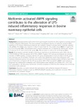 Metformin activated AMPK signaling contributes to the alleviation of LPSinduced inflammatory responses in bovine mammary epithelial cells