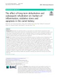 The effect of long-term dehydration and subsequent rehydration on markers of inflammation, oxidative stress and apoptosis in the camel kidney