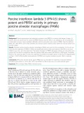 Porcine interferon lambda 3 (IFN-λ3) shows potent anti-PRRSV activity in primary porcine alveolar macrophages (PAMs)