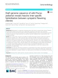 Draft genome sequence of wild Prunus yedoensis reveals massive inter-specific hybridization between sympatric flowering cherries