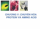 Bài giảng Hóa sinh đại cương - Chương 5: Chuyển hóa protein và amino acid