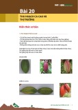 Bài giảng Tập huấn trồng ca cao bài 20: Thu hoạch ca cao và thị trường