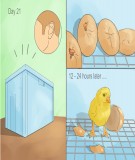 Tự chế máy ấp trứng trong 30 phút tại nhà