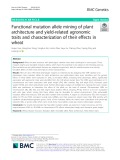 Functional mutation allele mining of plant architecture and yield-related agronomic traits and characterization of their effects in wheat