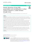 Genetic dissection of stem WSC accumulation and remobilization in wheat (Triticum aestivum L.) under terminal drought stress