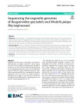 Sequencing the organelle genomes of Bougainvillea spectabilis and Mirabilis jalapa (Nyctaginaceae)
