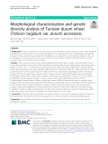 Morphological characterization and genetic diversity analysis of Tunisian durum wheat (Triticum turgidum var. durum) accessions