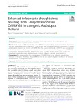 Enhanced tolerance to drought stress resulting from Caragana korshinskii CkWRKY33 in transgenic Arabidopsis thaliana
