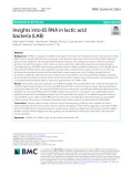 Insights into 6S RNA in lactic acid bacteria (LAB)