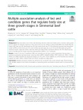 Multiple association analysis of loci and candidate genes that regulate body size at three growth stages in Simmental beef cattle