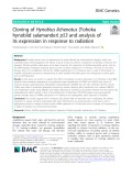 Cloning of Hynobius lichenatus (Tohoku hynobiid salamander) p53 and analysis of its expression in response to radiation