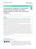 Transcriptomic comparison of communally reared wild, domesticated and hybrid Atlantic salmon fry under stress and control conditions