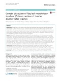 Genetic dissection of flag leaf morphology in wheat (Triticum aestivum L.) under diverse water regimes