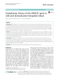 Evolutionary history of the NAM-B1 gene in wild and domesticated tetraploid wheat