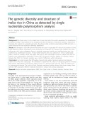 The genetic diversity and structure of indica rice in China as detected by single nucleotide polymorphism analysis