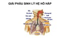 Bài giảng Giải phẫu sinh lý hệ hô hấp (109 trang)