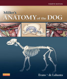 Ebook Miller’s anatomy of the dog (Fourth edition): Part 2