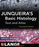 Ebook Junqueira’s Basic histology - Text and atlas (13th edition): Part 2