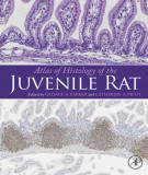 Ebook Atlas of histology of the juvenile rat: Part 2